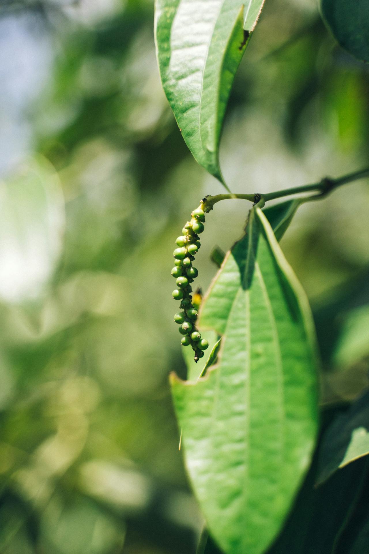 Organic black pepper