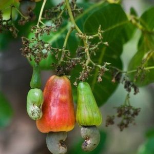 Early Harvest